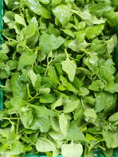 espinafre Nova Zelandia